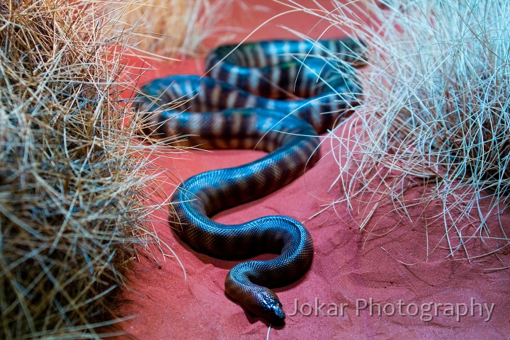 Larapinta_20080616_761 copy.jpg - Woma (Aspidites ramsayi), nocturnal desert python, Alice Springs Desert Park